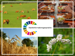 A collage with four images surrounding the logo for 'Marktinformationsgespräche.' The top left image shows cows grazing in a green pasture. The top right image depicts people eating spaghetti and salad at a communal meal. The bottom left image features a golden grain field under a blue sky. The bottom right image displays a close-up of white buckwheat flowers. The 'Marktinformationsgespräche' logo is positioned in the center, featuring a colorful circular design.